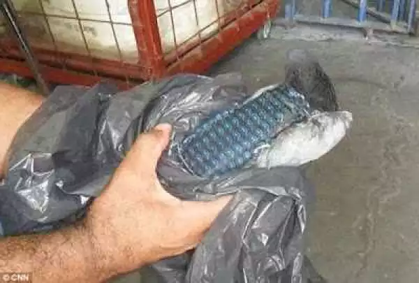 Pigeon caught smuggling mobile phone into a Brazilian prison (Photos)